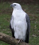 Sea Eagle