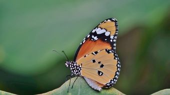 Macro photo of colorful butterfly