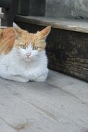 Calm Cat