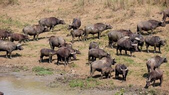 wild buffalo herd at water in South Africa, Hluhluwe