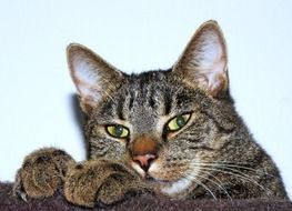 cute lovely Cat Tired