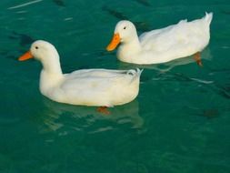 unmatched White Ducks