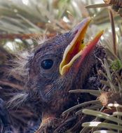 portrait of a nestling