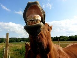 horse head with teeth