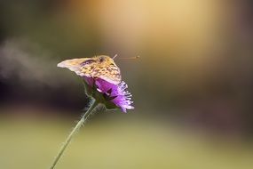 medium-sized fritillary on the flower