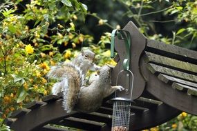 squirrel on the roof of the arbor