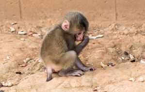 nice Monkey Baby, japan, arashiyama monkey park