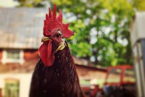 unmatched Rooster