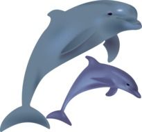 Blue dolphins clipart