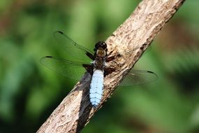 Broad-bodied Chaser, Dragonfly on branch