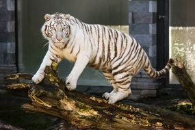 cute beautiful White Tiger