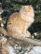 Colorful cat in Ontario in Canada