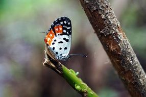 Macro photography of Colorful Butterfly