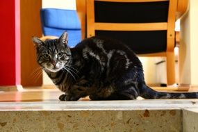 gray black domestic cat