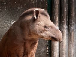 portrait of brown tapir