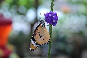 Orange monarch butterfly on blue flower, bokeh background