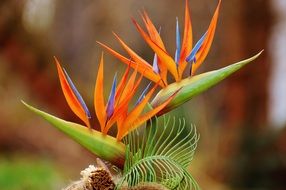 orange flowering plants