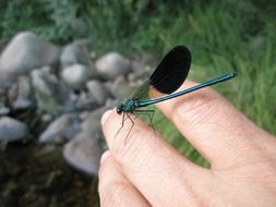 blue dragonfly sits on her finger