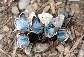 butterflies with blue wings on the ground