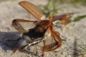 maybug in macro