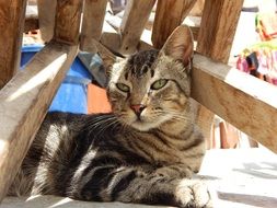 cute cat rest