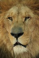 photo of a muzzle of a lion with tired eyes