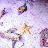 starfish in underwater life