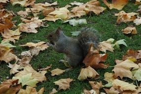 Squirrel in autumnal park