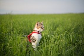 young cat with a leash on a green meadow