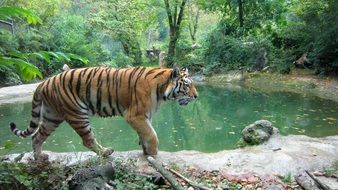 wild tiger near water