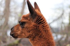 portrait of an alpaca