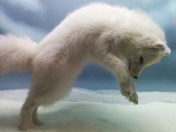 cute furry animal in a jump