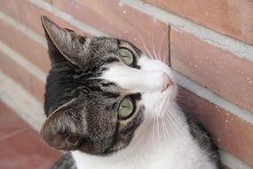 curious cat near a brick wall