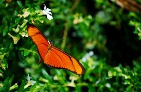 orange butterfly in the reinforest