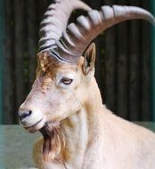 Capricorn Alpine Ibex Horns