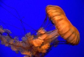 exotic jellyfish underwater closeup
