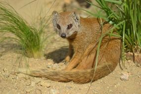 nice Yellow Mongoose