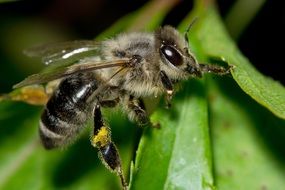 the insect collects pollen