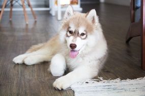 young fluffy puppy husky