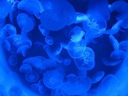 unusual Aquarium Jellyfish