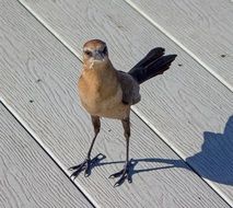 female boat tailed grackle stays on wooden surface