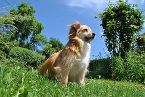 cute dog in the garden