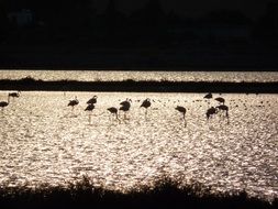 flamingos on the water during sunset