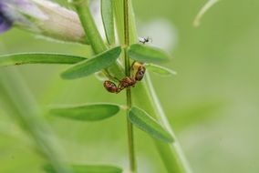 ant Insect on green plant Macro