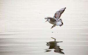 Seagull Danube Bird