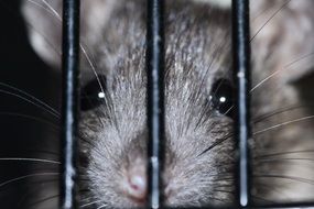 gray rat behind bars