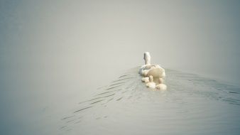 wild white duck with ducklings on the water