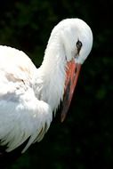 wondrous Stork Portrait