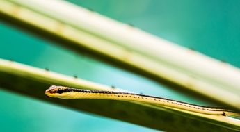thin snake in wildlife