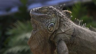 sleepy wild iguana